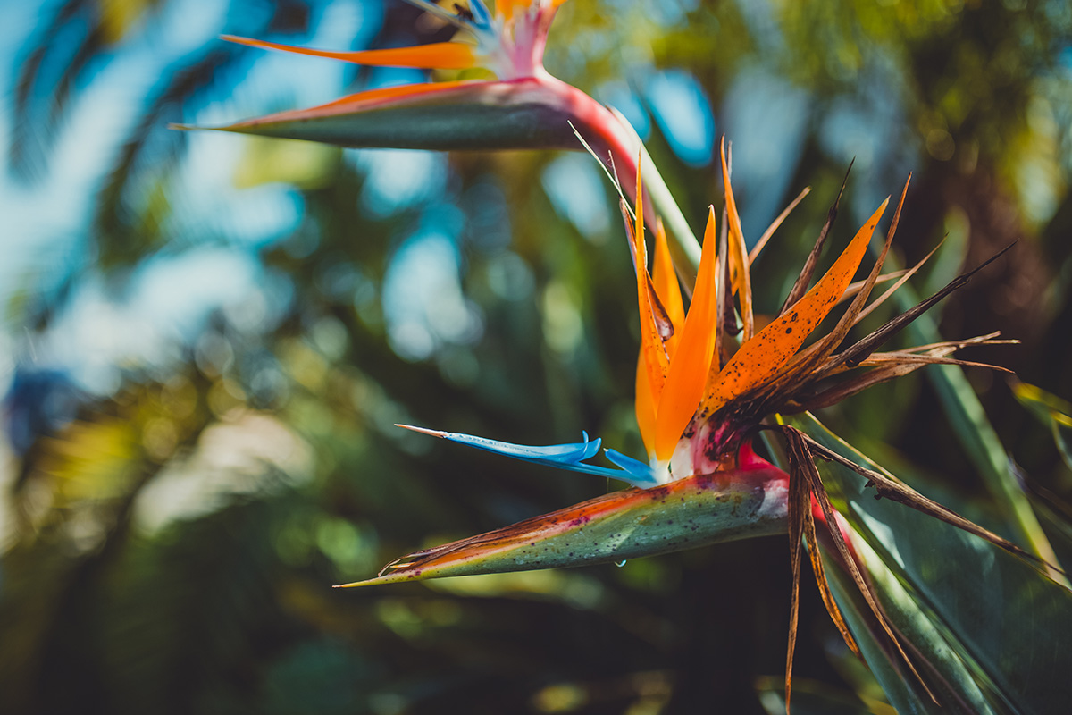 California Santa Barbara bird of paradise flower