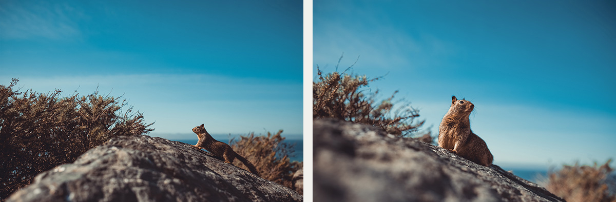 Big Sur squirrel California
