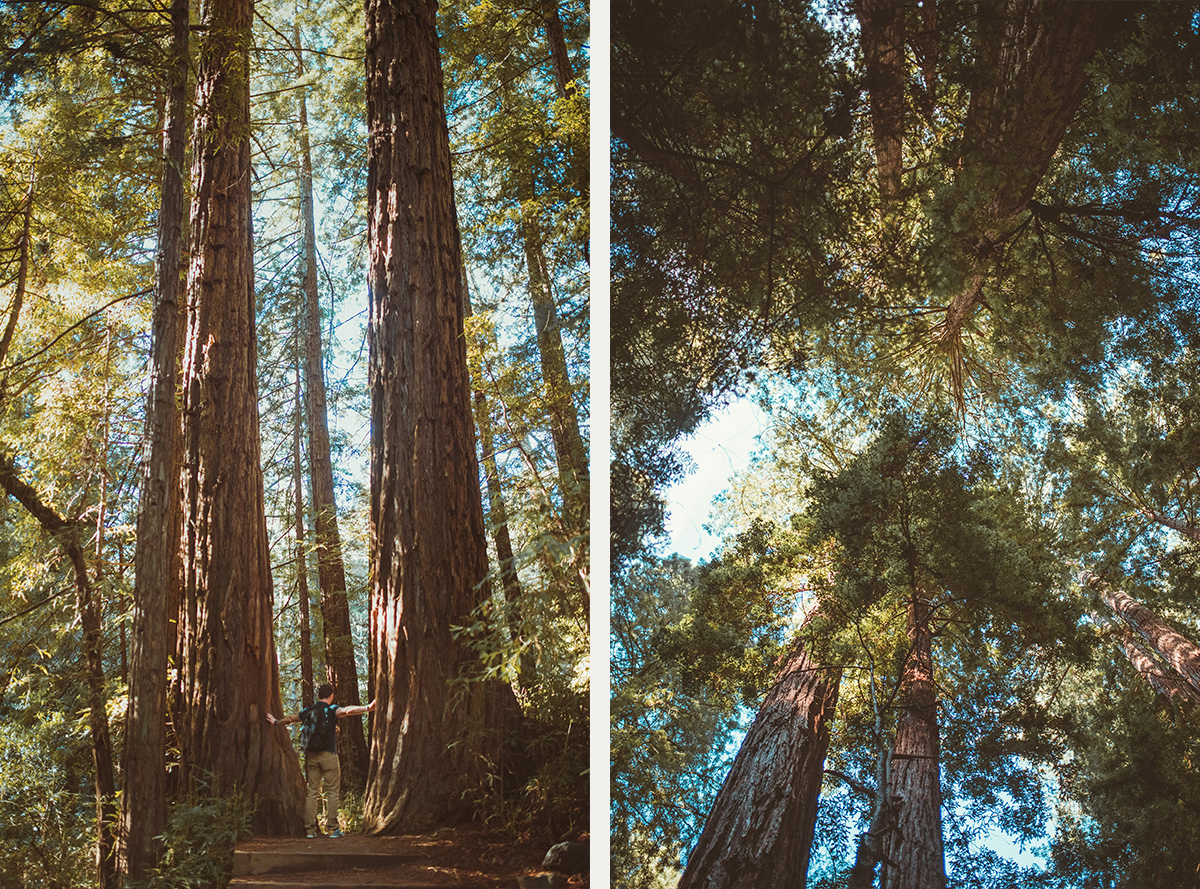 Muir Woods national park California