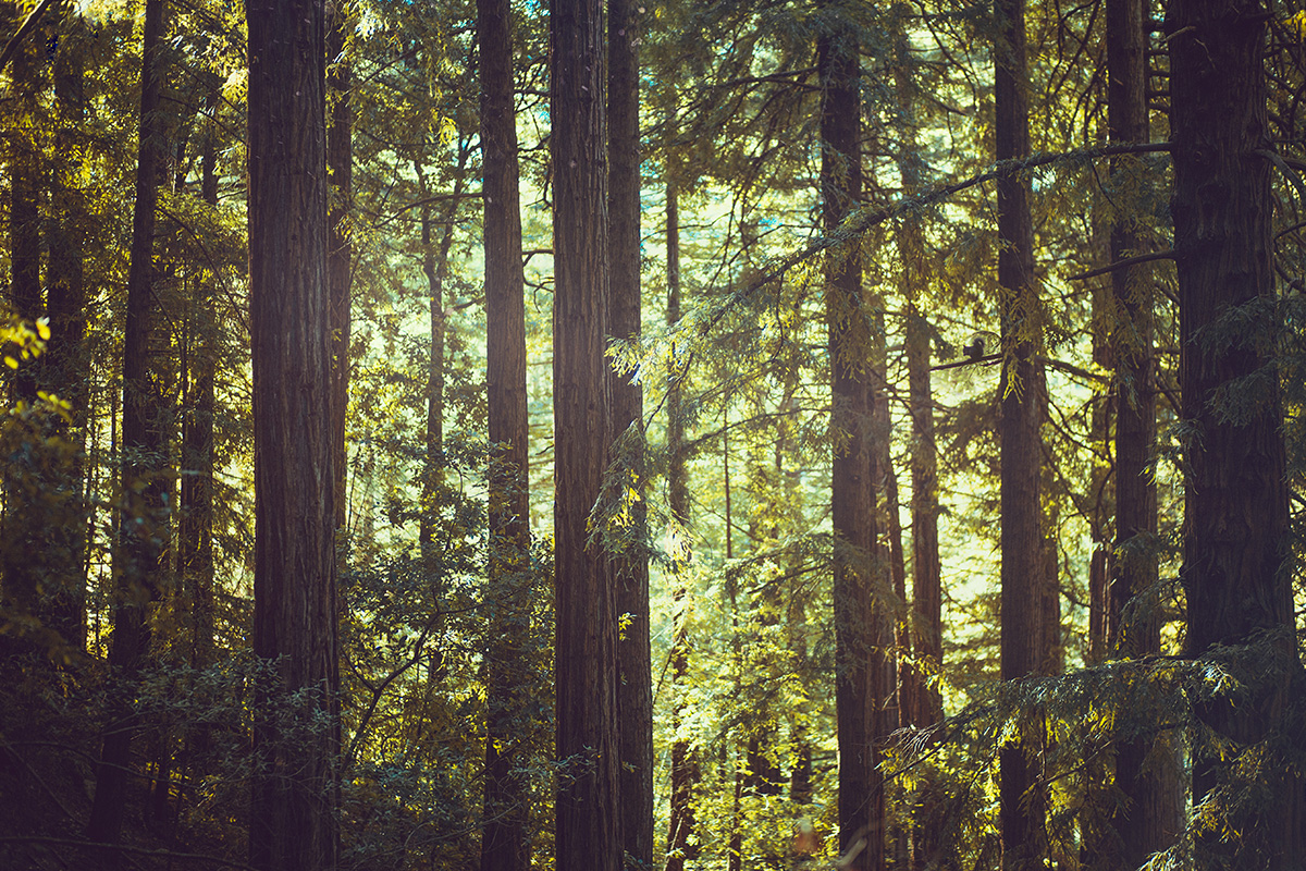 Muir Woods national park California squirrel