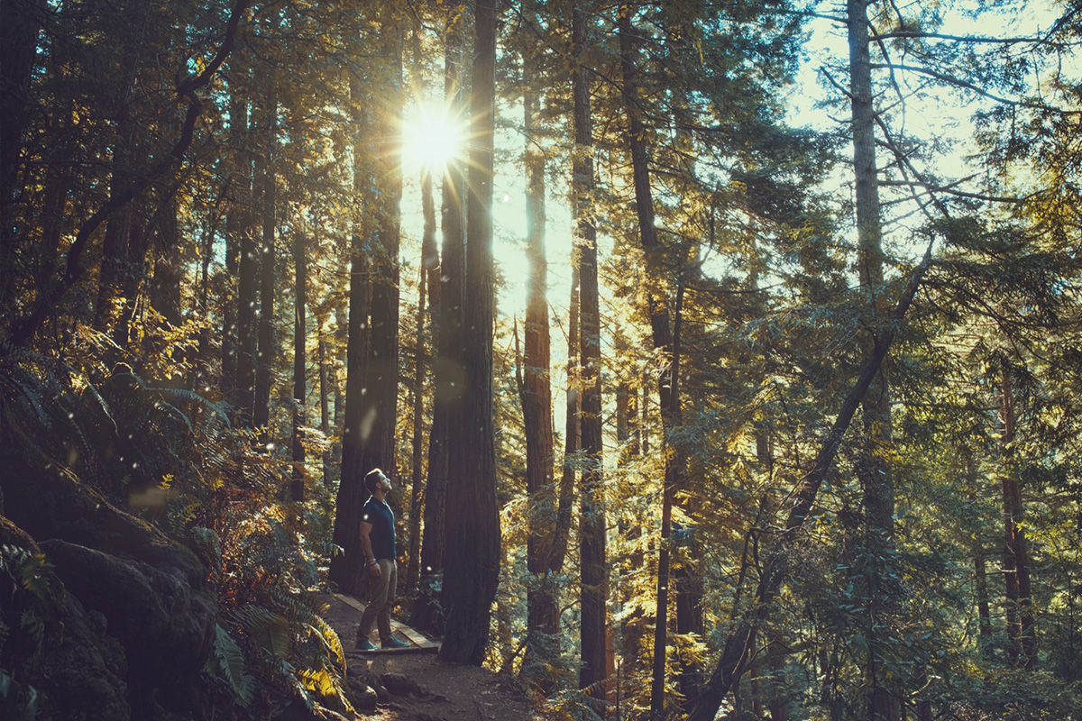 Muir Woods national park California silhouette sunset