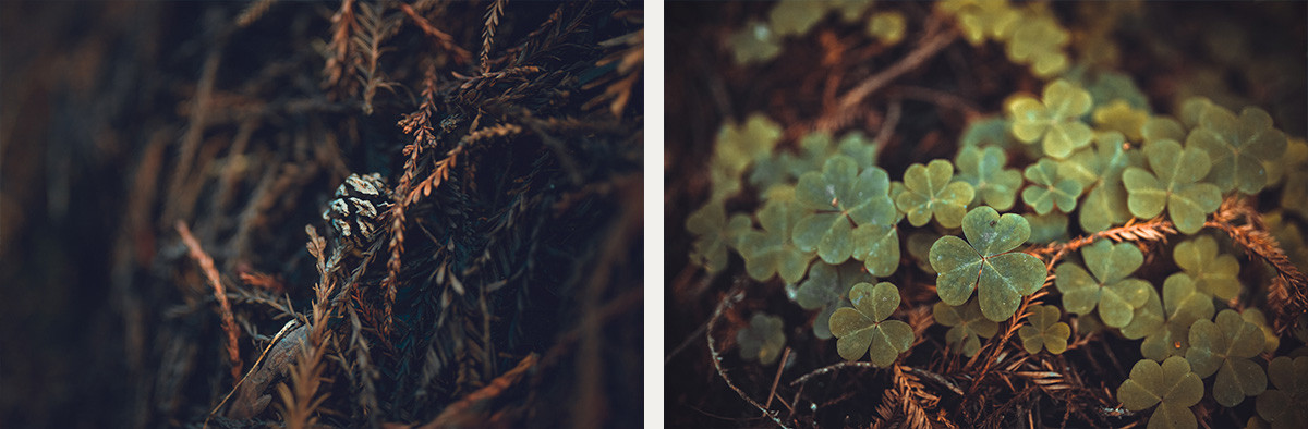 Muir Woods national park California clovers nature