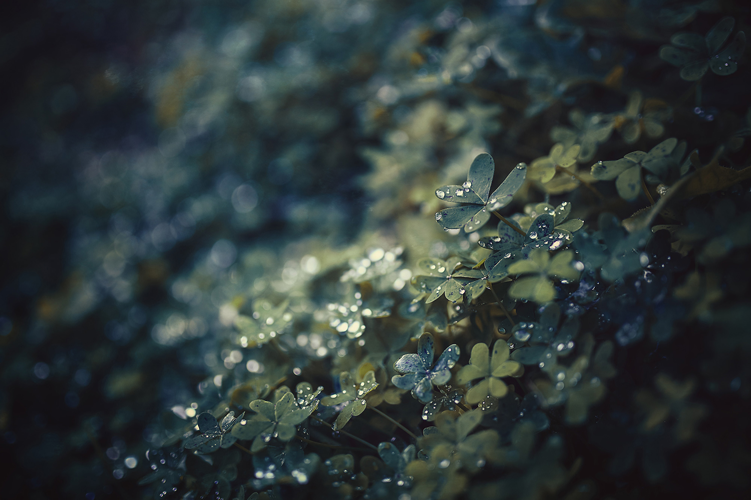 Blue clovers with dewdrops