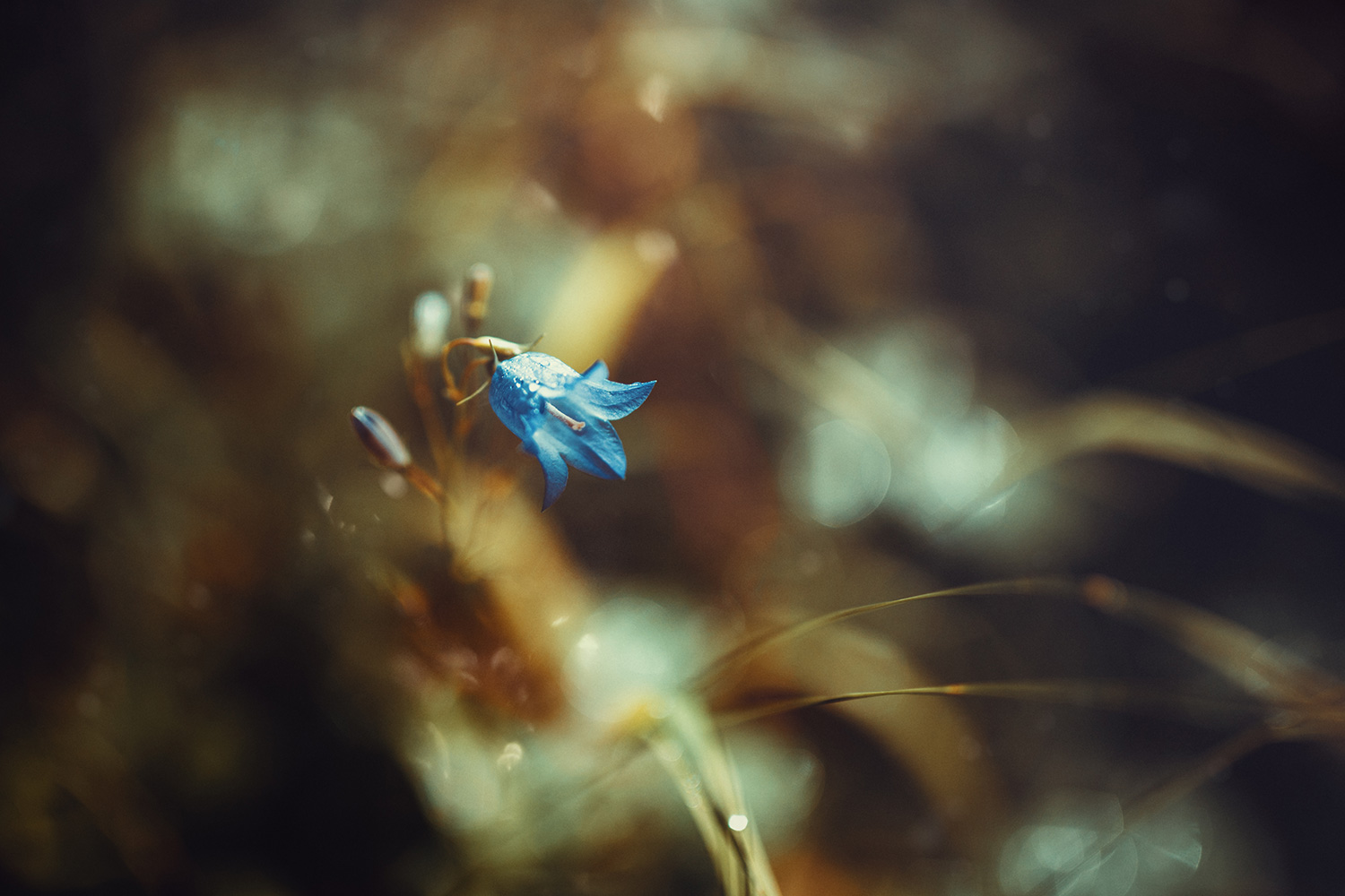 Bluebell