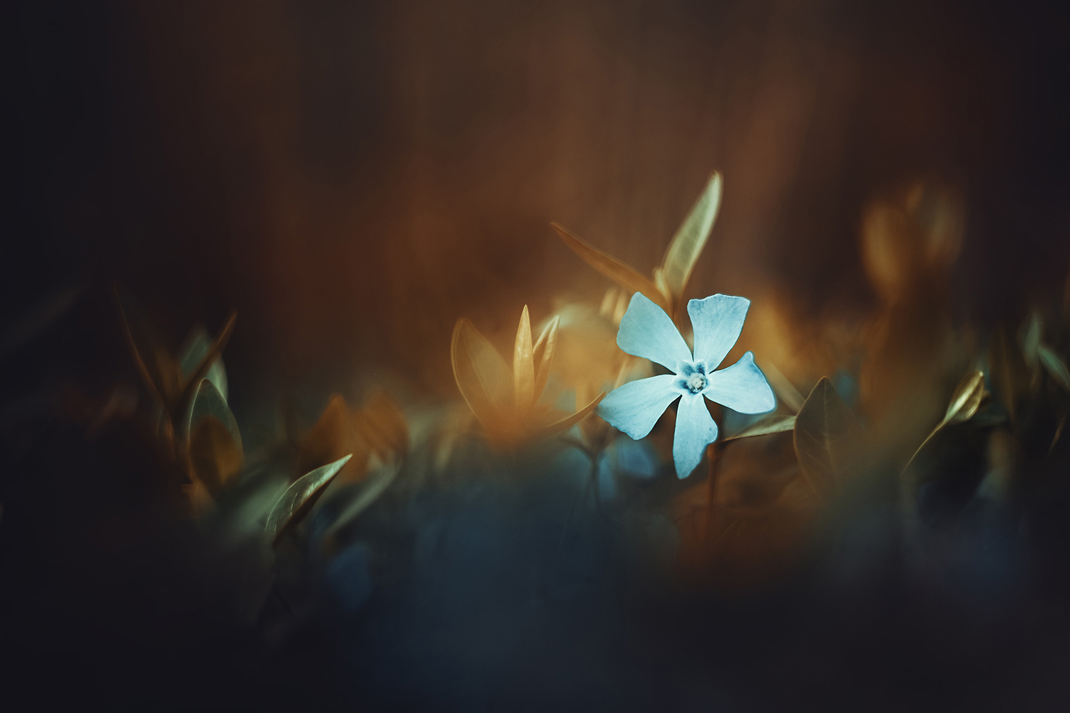 Blue perwinke