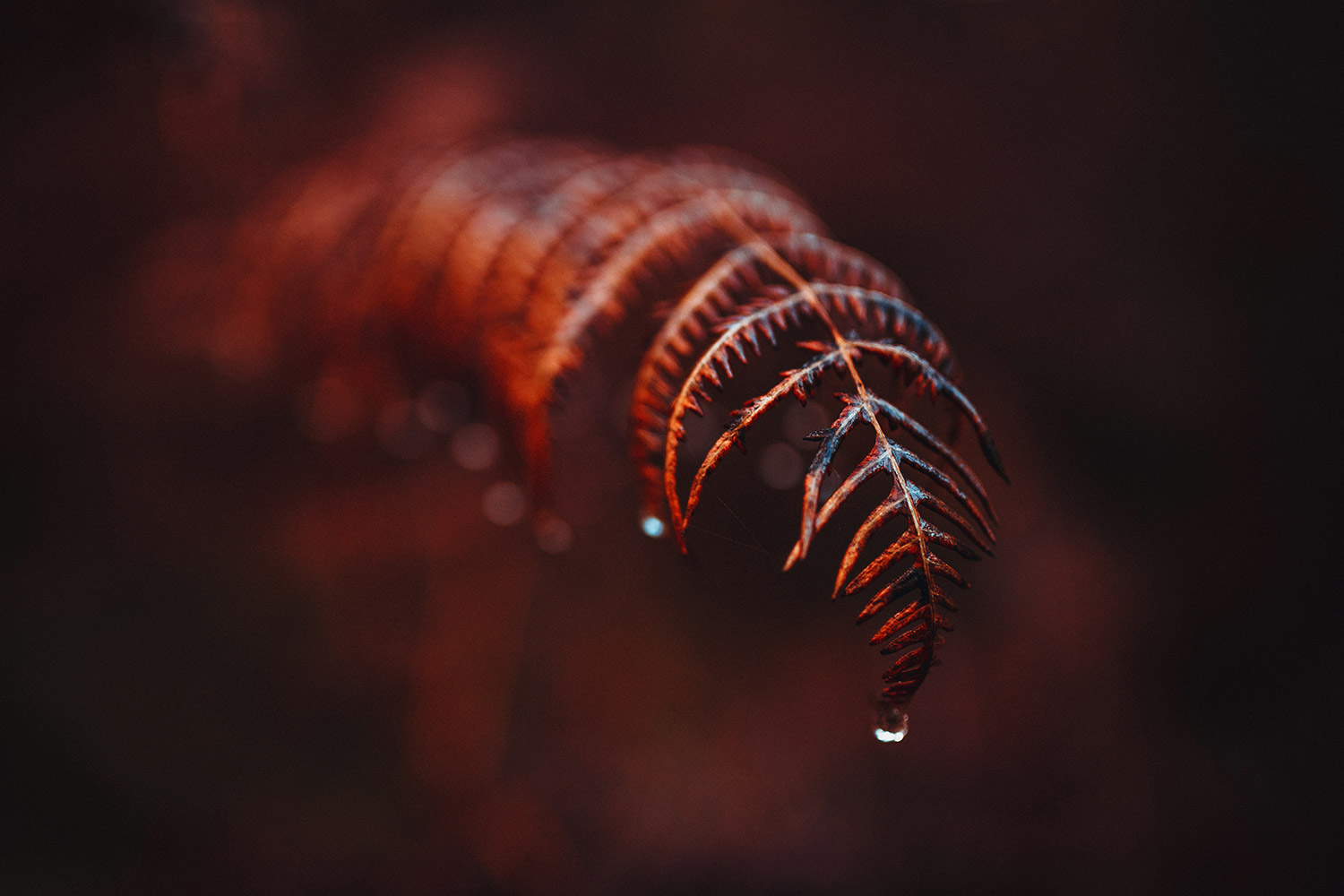 Scarlet, red ferns with frozen dewdrops