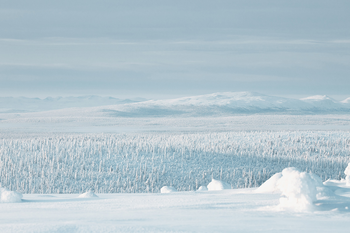 Lapland Candelabre boreal forest mountains Raphaelle Monvoisin