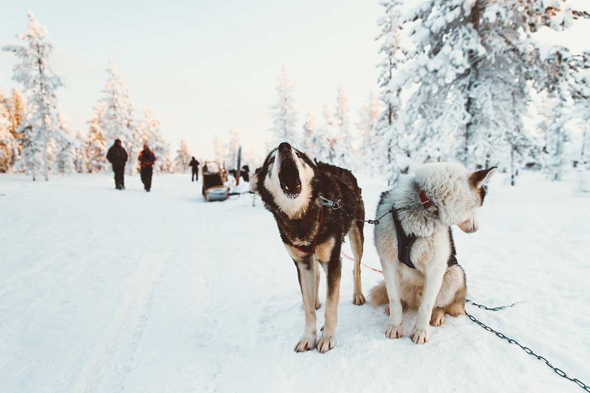 Hetta Huskies sleddog Raphaelle Monvoisin