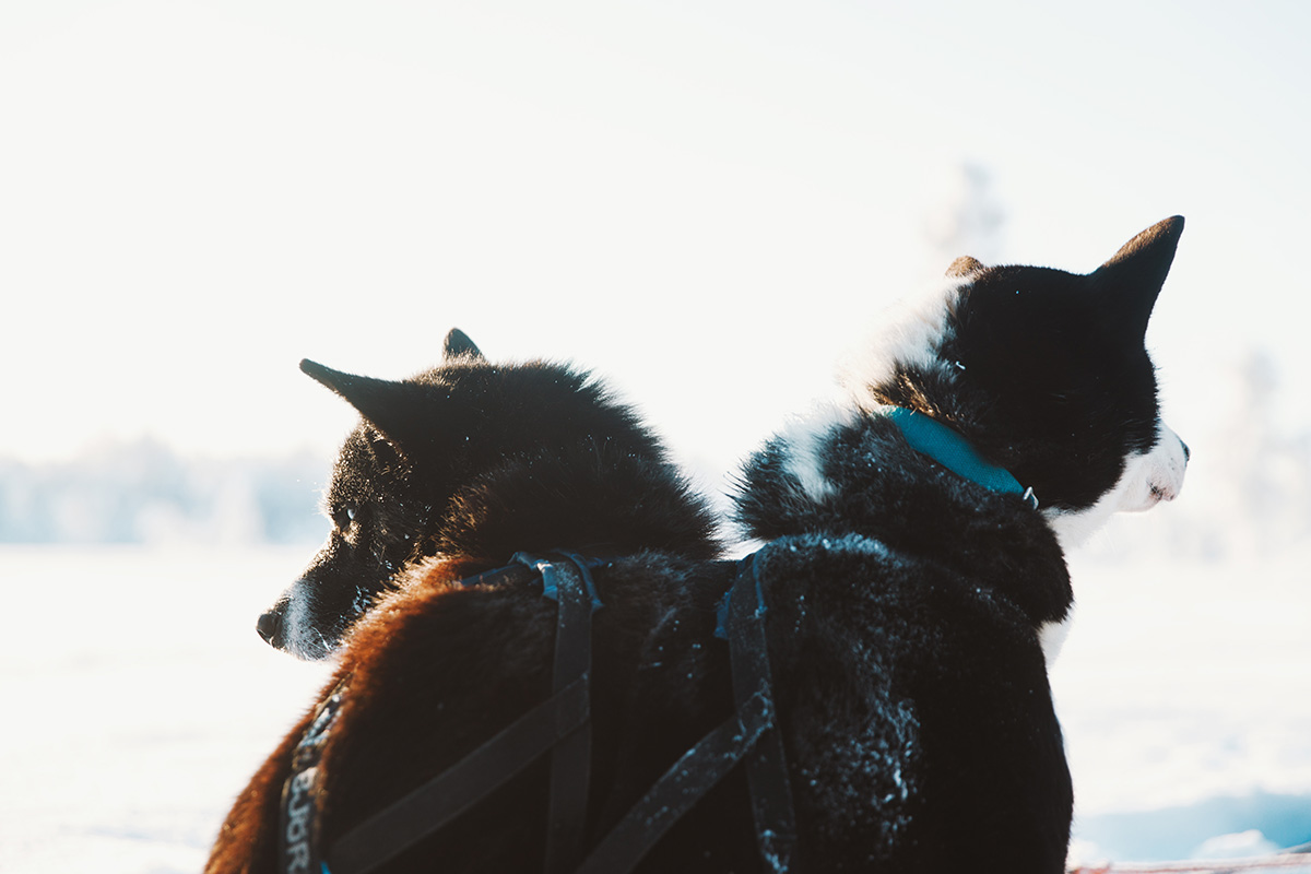 Hetta Huskies sleddog couple Raphaelle Monvoisin