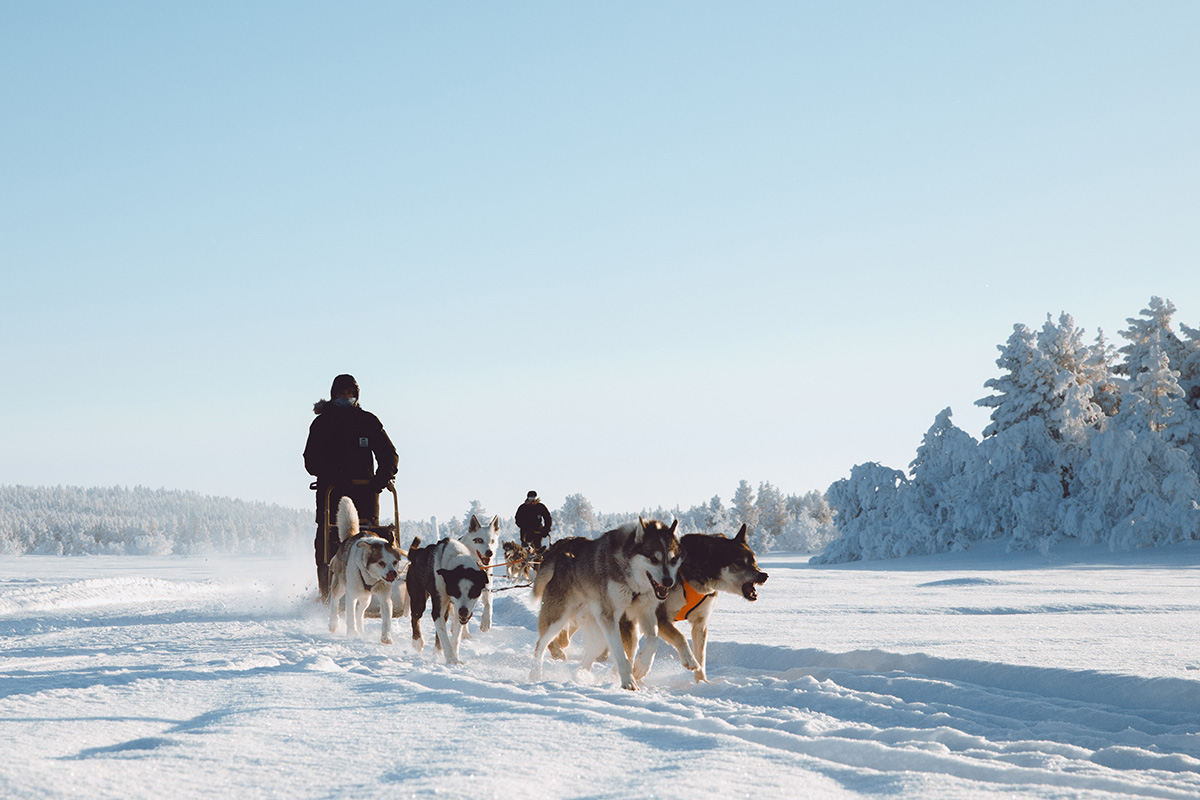 Hetta Huskies sleddog Raphaelle Monvoisin