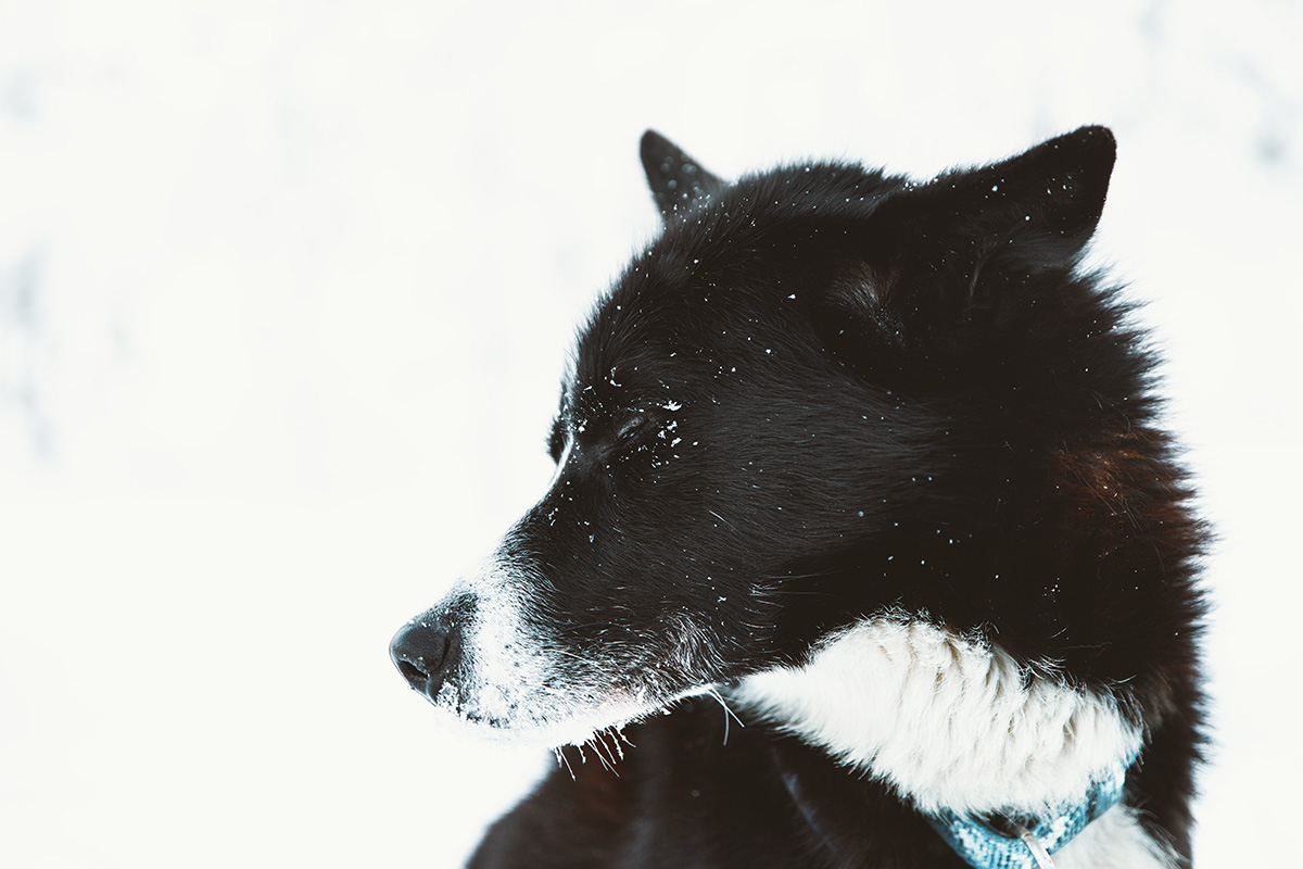 Husky dog sleddog Lapland Raphaelle Monvoisin