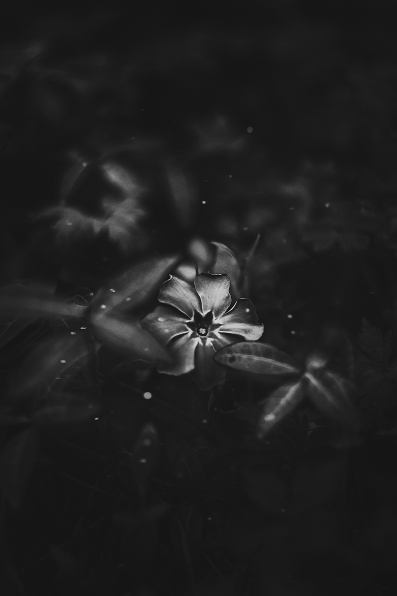 botanical flower plant proxy macro