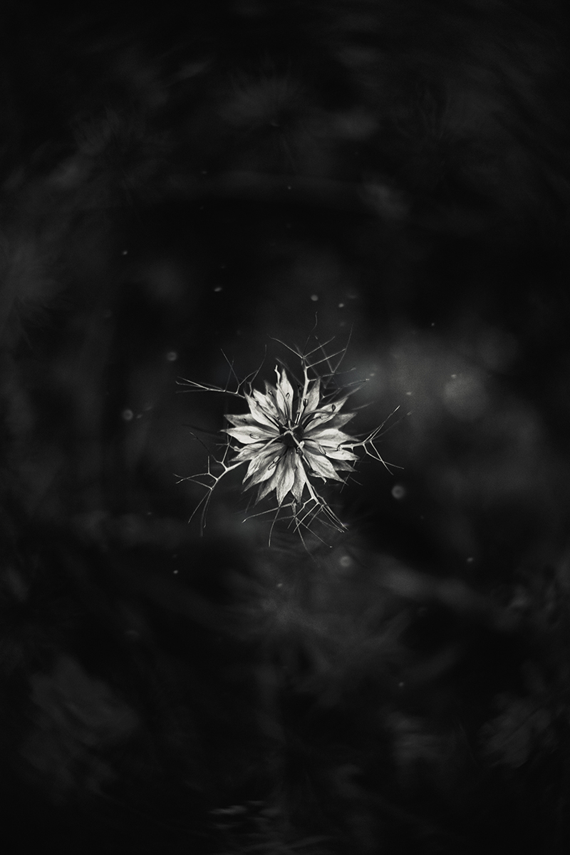 botanical flower plant proxy macro