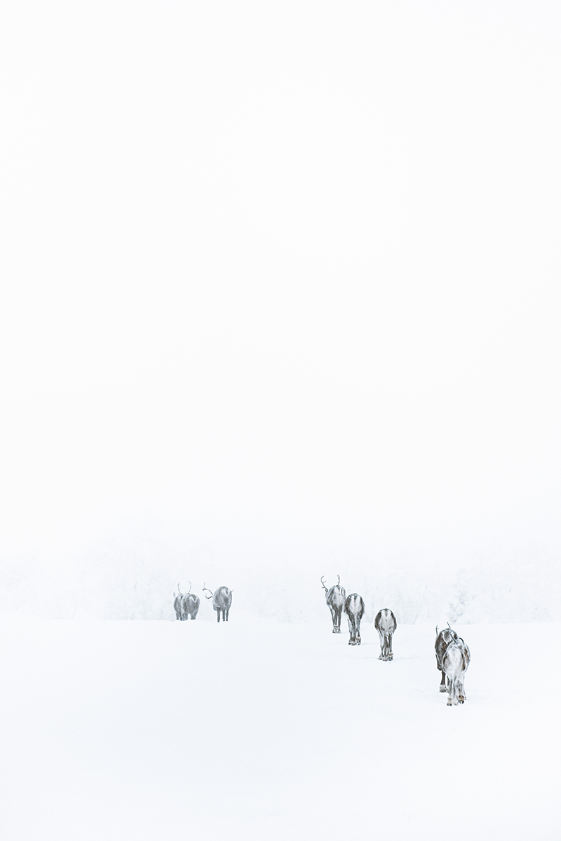 Lapland reindeer monochromatic Raphaelle Monvoisin