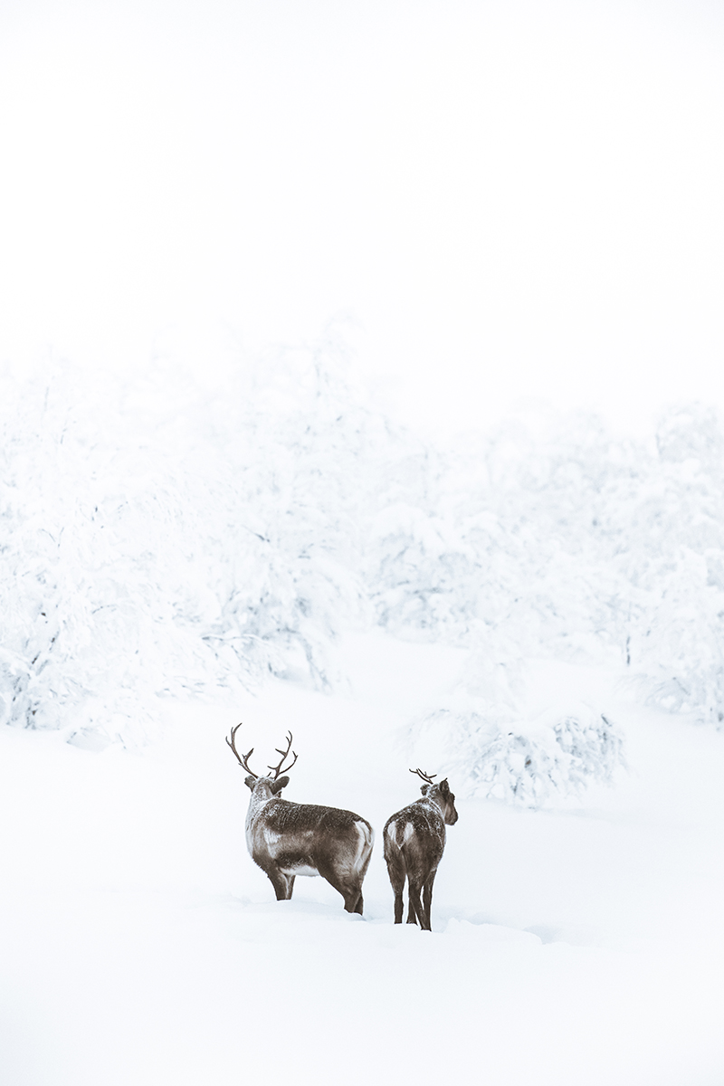 Lapland reindeer monochromatic Raphaelle Monvoisin