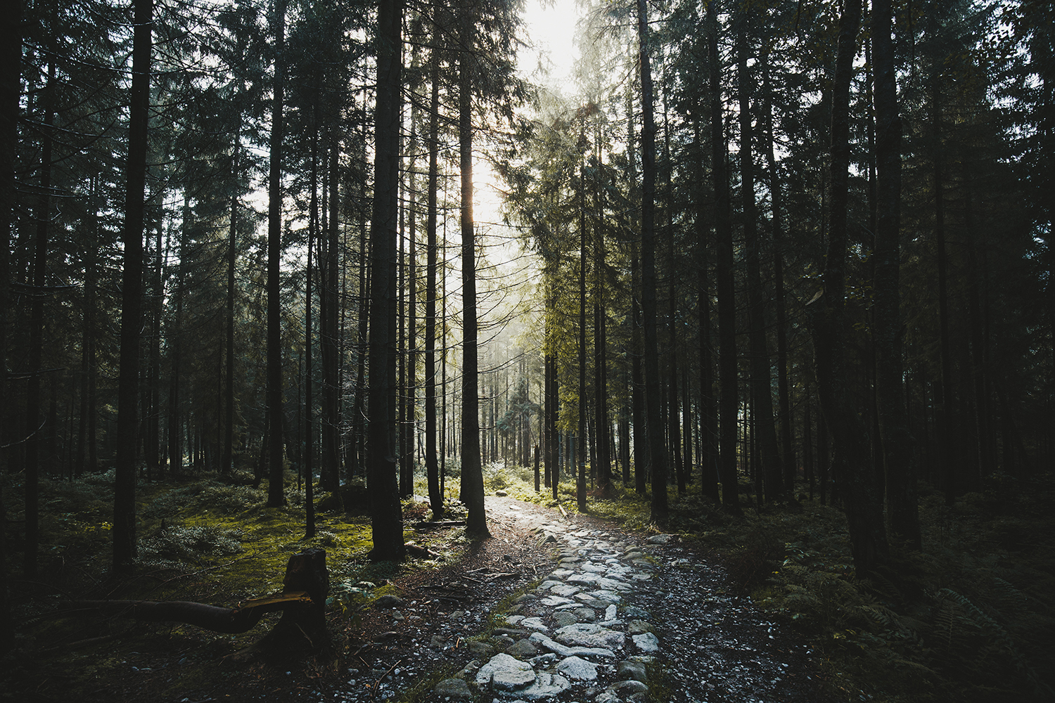 Raphaelle Monvoisin forest zakopane poland