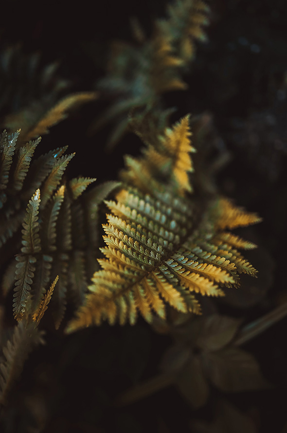Raphaelle Monvoisin photography flower proxy macro botanical nature