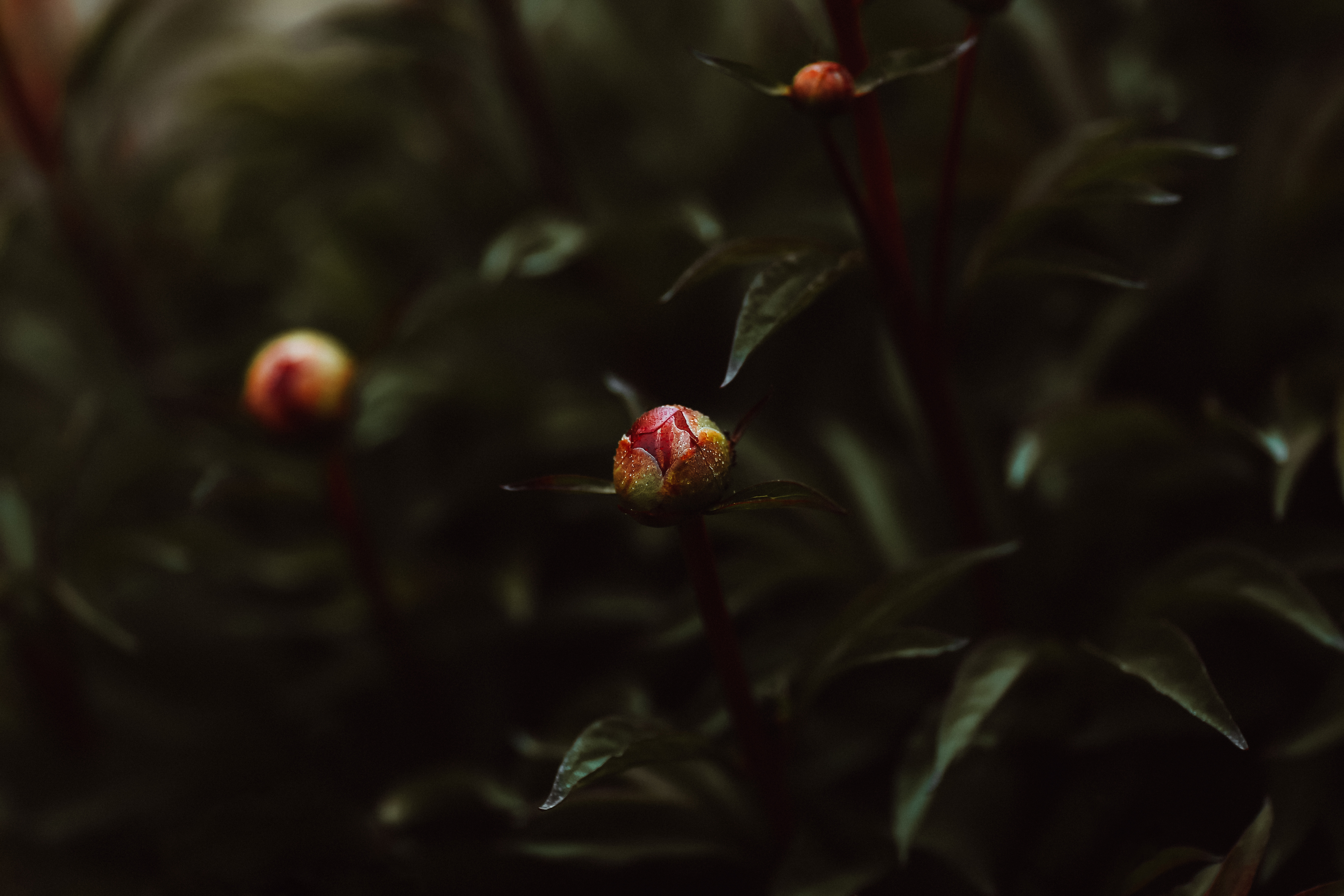 Raphaelle Monvoisin photography flower proxy macro botanical nature