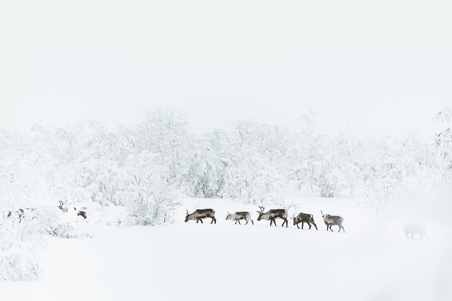 Raphaelle Monvoisin iceland lapland ashen landscape winter wildscape white grey snow photography
