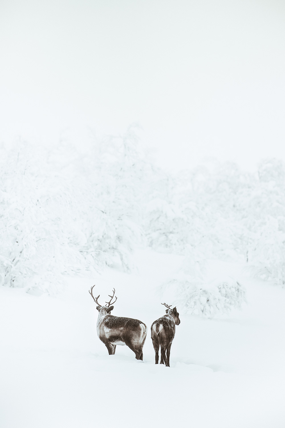 Raphaelle Monvoisin iceland lapland ashen landscape winter wildscape white grey snow photography