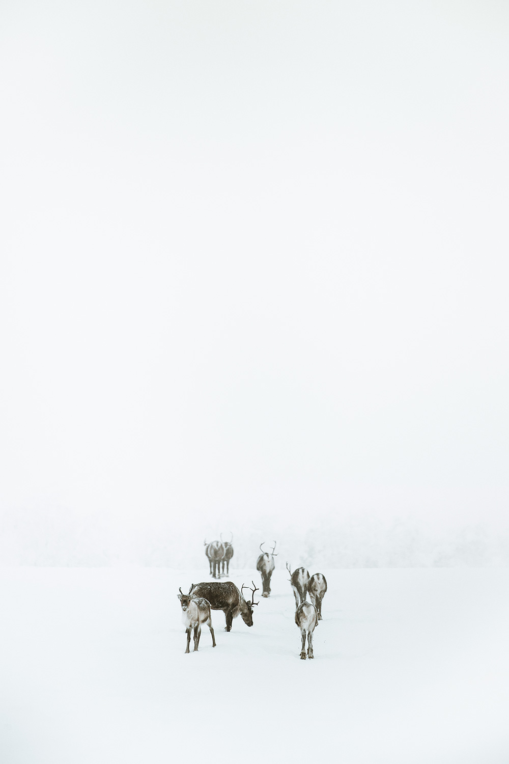 Raphaelle Monvoisin iceland lapland ashen landscape winter wildscape white grey snow photography