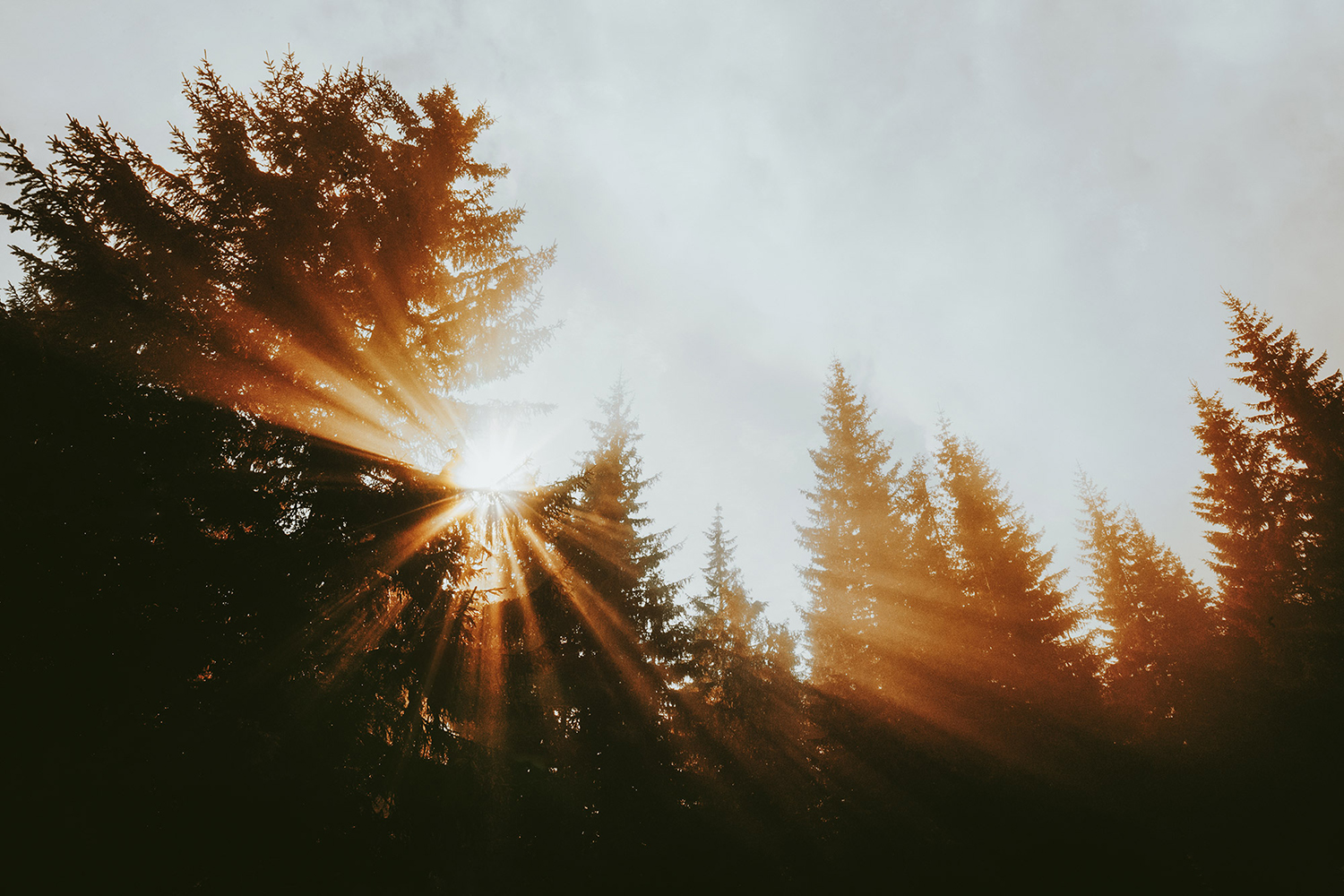 Raphaelle-Monvoisin_Homepage_Mist-of-Fire_2