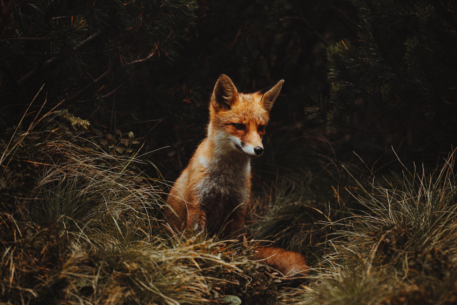 Raphaelle Monvoisin Poland Zakopane Tatras mountains nature travel adventure fox