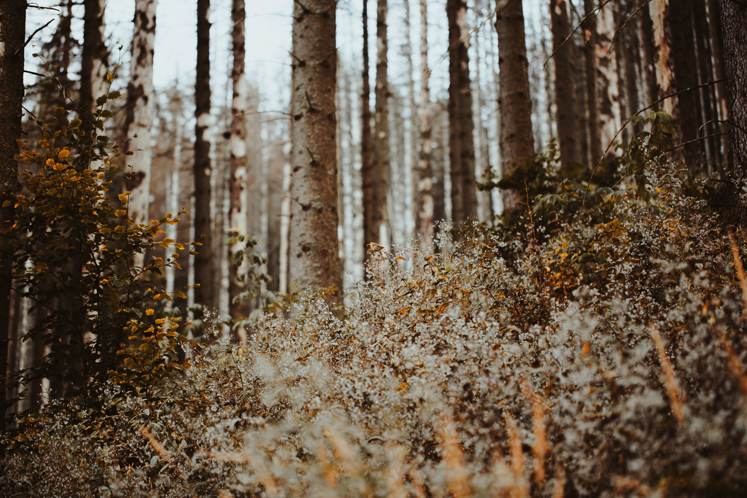 Raphaelle Monvoisin Poland Zakopane Tatras mountains nature travel adventure
