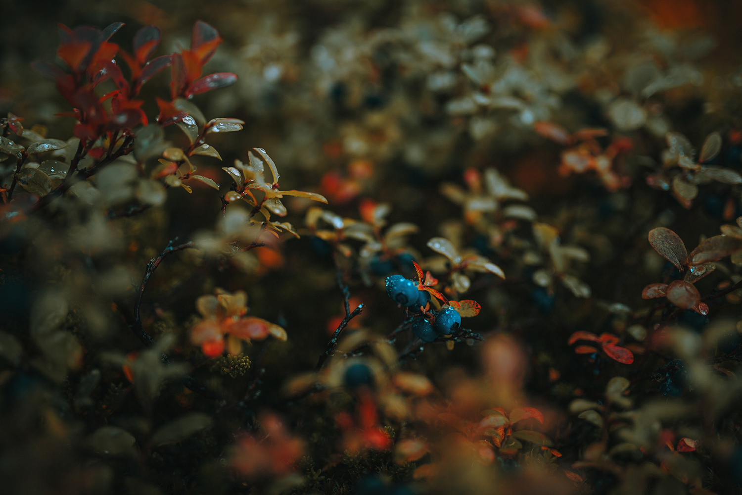 Raphaelle Monvoisin Laplandia berries vodka liquor spirit drink alcohol packshot product food still life photography