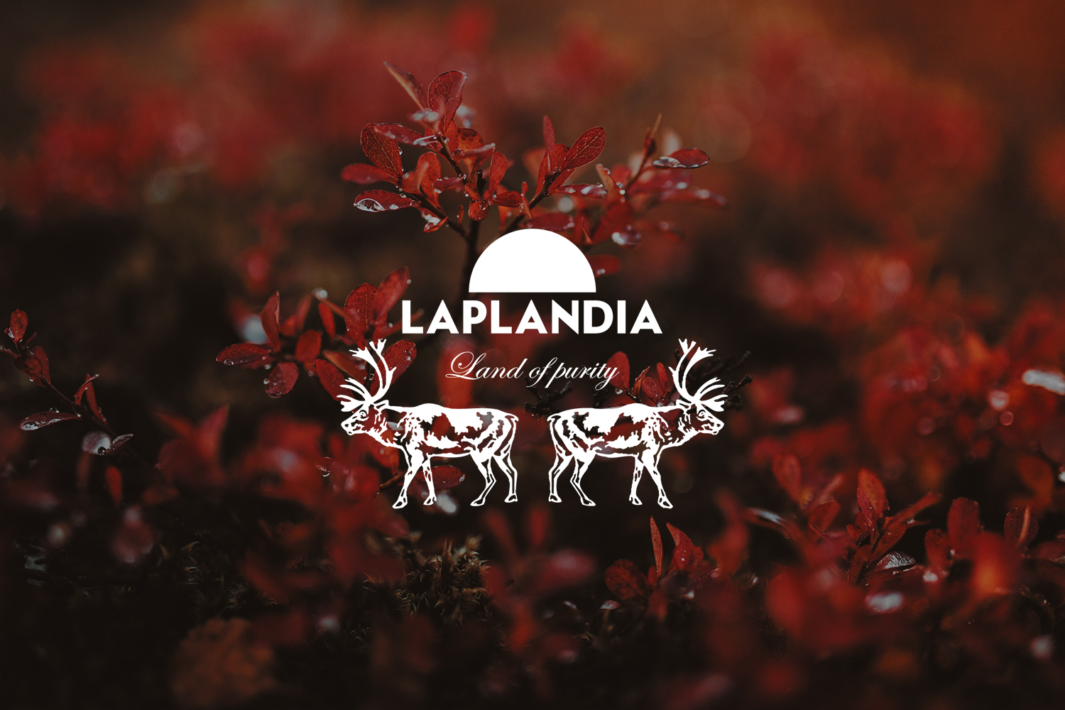 Raphaelle Monvoisin Laplandia berries vodka liquor spirit drink alcohol packshot product food still life photography