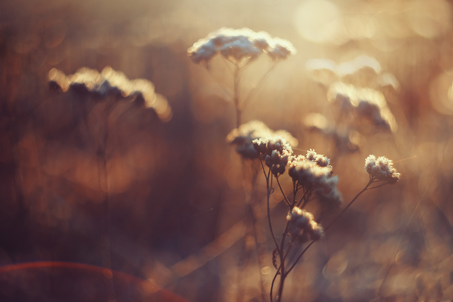 Raphaelle-Monvoisin-Iced-Bloom