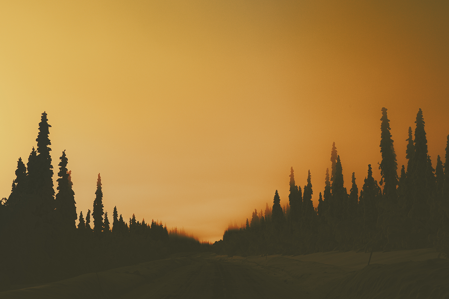 forest boreal lapland