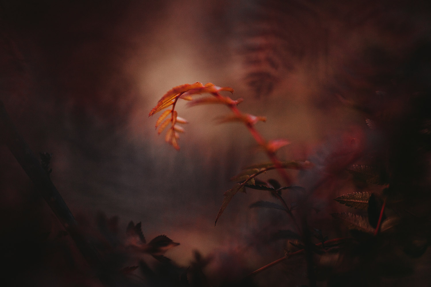 Raphaelle-Monvoisin-Sunlight-Secret