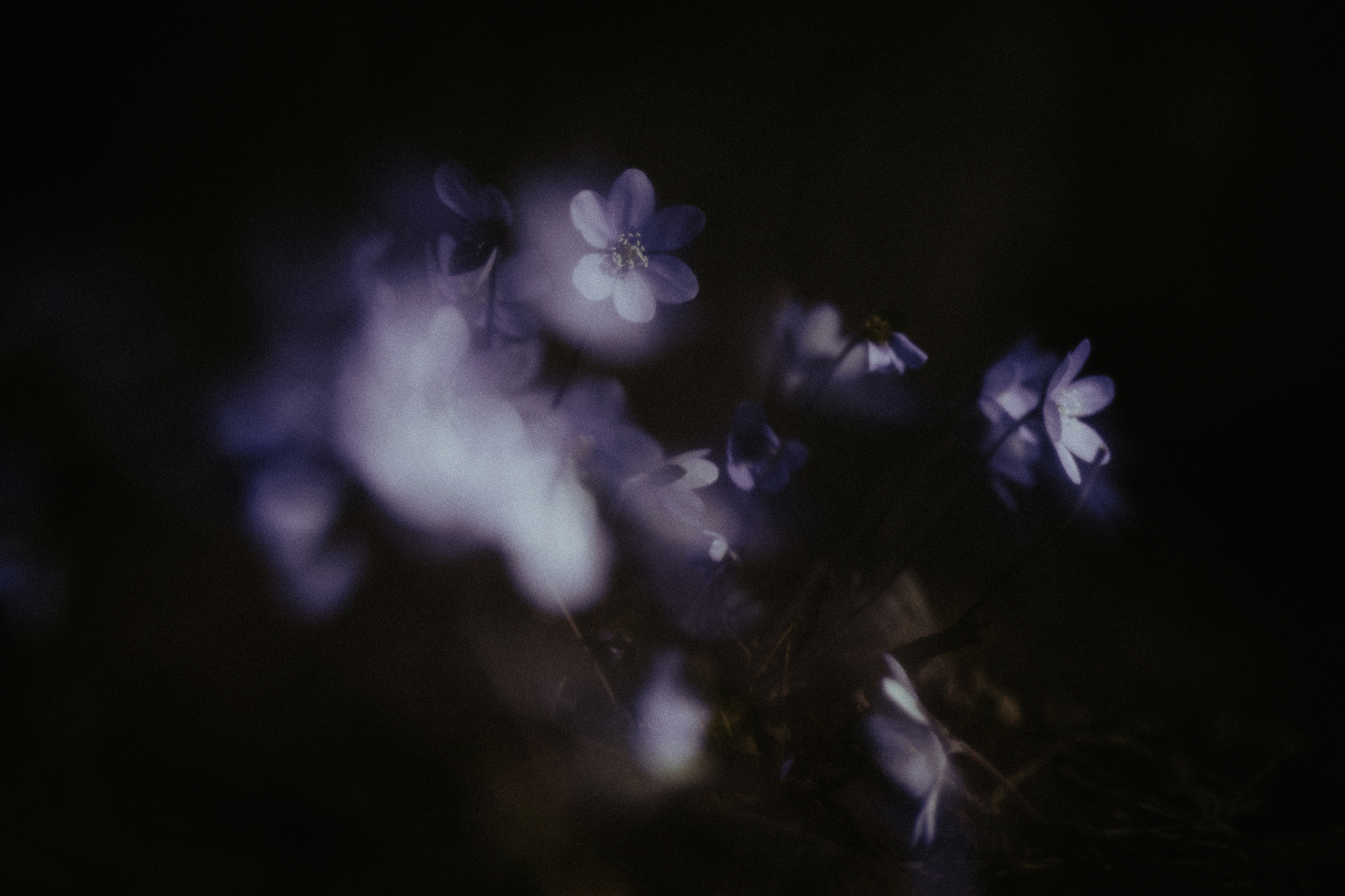 RaphaelleMonvoisin-Lilac-Queens