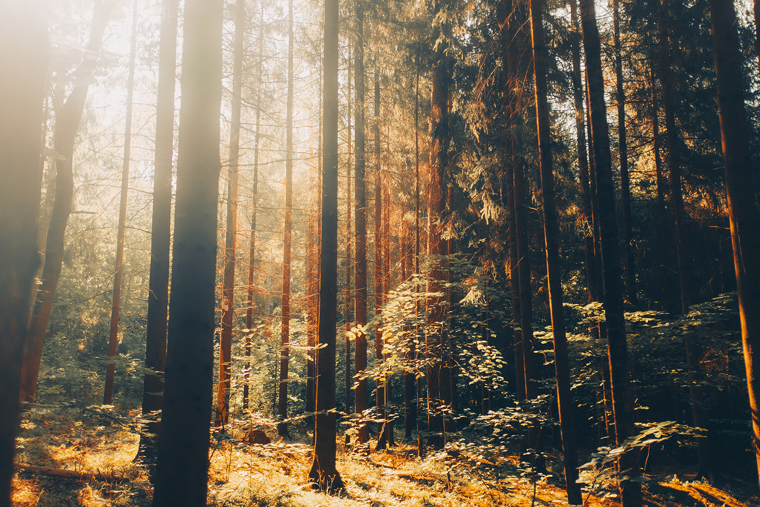 RaphaelleMonvoisin_These-Amber-Memories